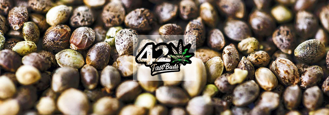 420 FastBuds: історія крутих селекціонерів