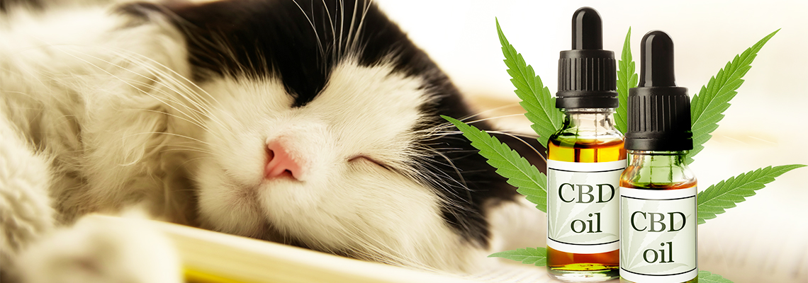 CBD for pets: the help of natural medicine