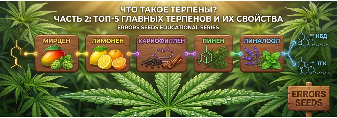 Что такое терпены? Часть 2: ТОП-5 главных терпенов и их свойства