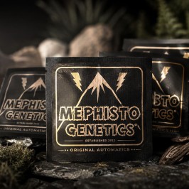 Долгожданное пополнение от Mephisto Genetics! Американская генетика в наличии