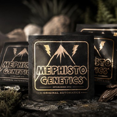 Долгожданное пополнение от Mephisto Genetics! Американская генетика в наличии