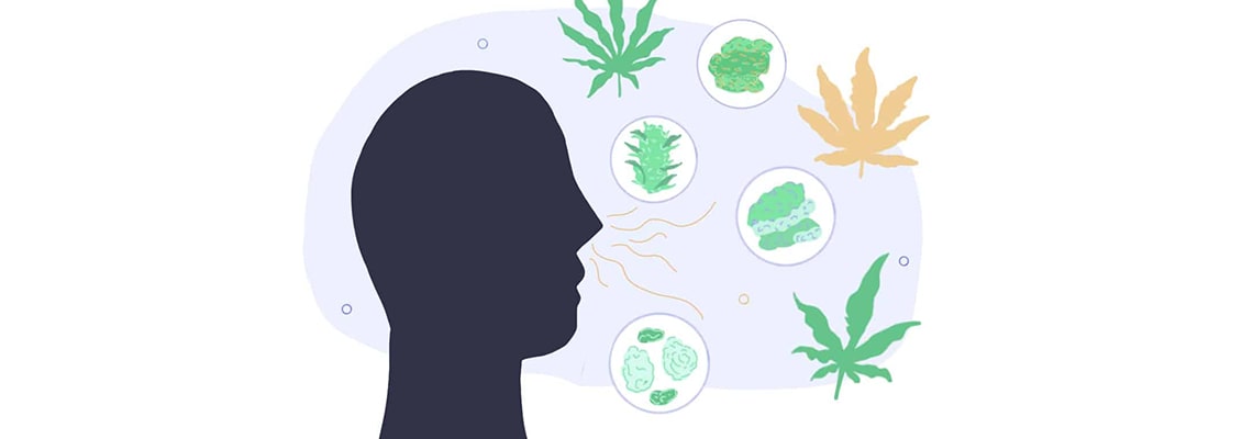 What is the secret of low-smelling cannabis varieties?