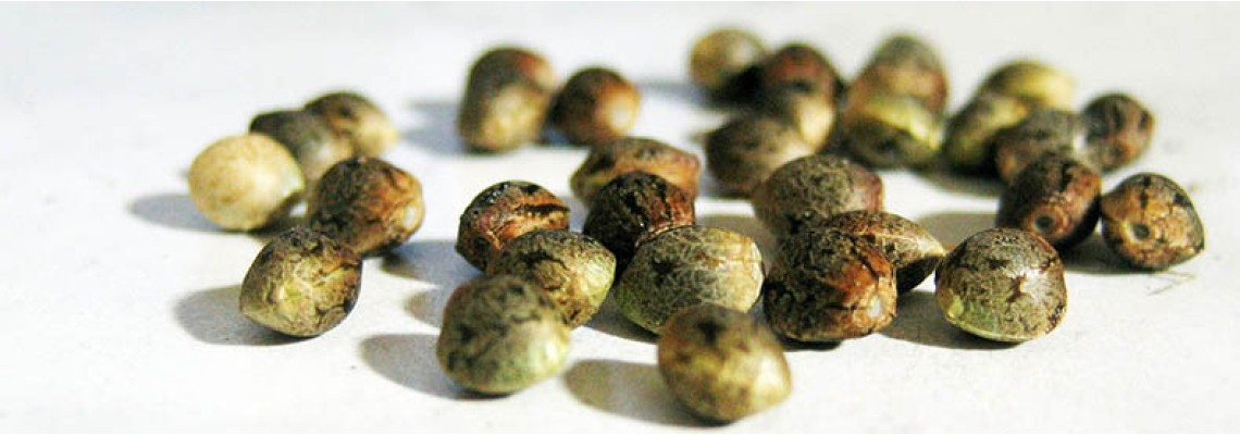 What is it feminized seeds?