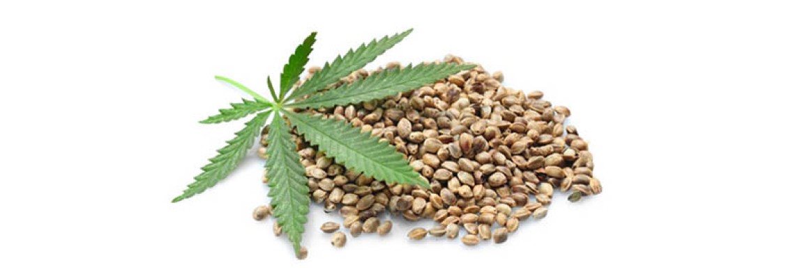 Як перевірити насіння марихуани на схожість?