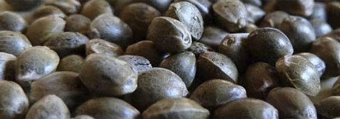 How to properly store cannabis seeds?