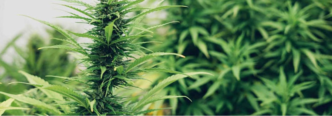 What are autoflowering marijuana strains?