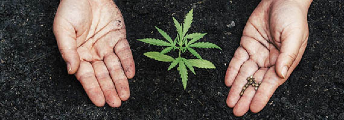 Проращивание семян марихуаны для гидропоники правильно выращивать коноплю дома закон
