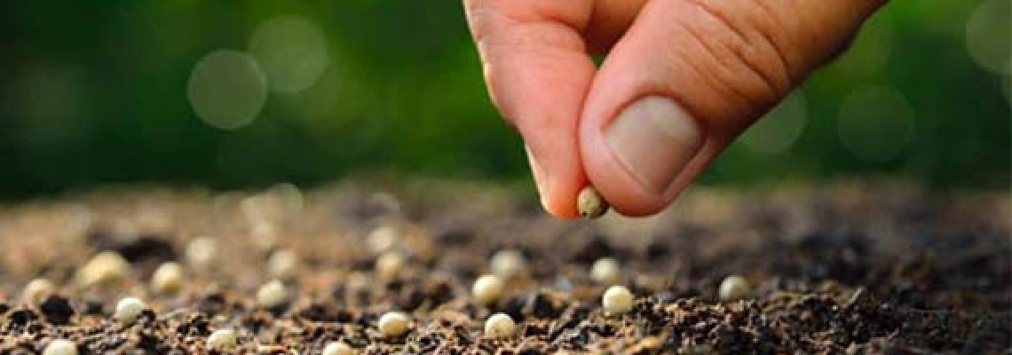 Як посадити насіння конопель