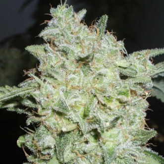 Семена конопли Afghan Kush Feminised Silver