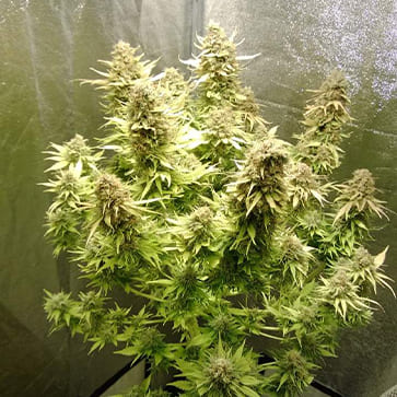 Categories Auto AK-49 Feminised Silver