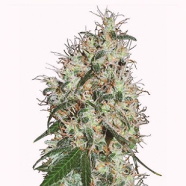 Семена конопли Auto 60 Days Grapefruit Feminised Gold