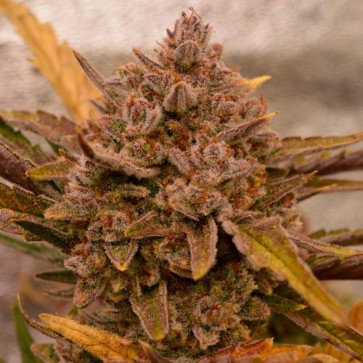 Auto Apricot Feminised Silver cannabis seeds