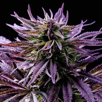 Auto Blueberry Feminised Gold cannabis seeds