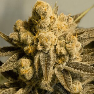 Auto Critical Glue Feminised Silver cannabis seeds