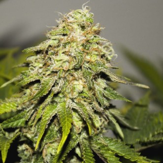 Auto Critical Kush Feminised Silver cannabis seeds