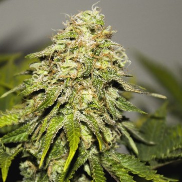 Auto Critical Kush Feminised Silver cannabis seeds