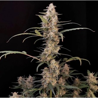 Auto Critical Original Feminised Silver cannabis seeds