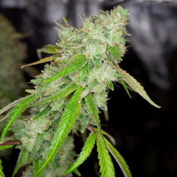 Auto Daiquiri Feminised Silver cannabis seeds