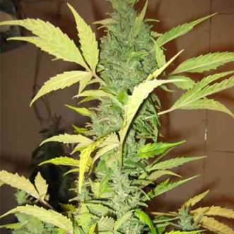 Auto Demolisher Feminised Silver cannabis seeds