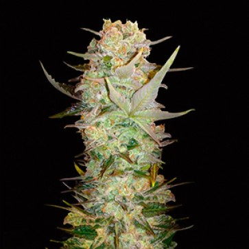 Auto Durban Poison Feminised Gold Hemp Seeds