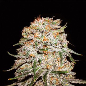 Auto Easy Ryder Feminised Gold Hemp Seeds