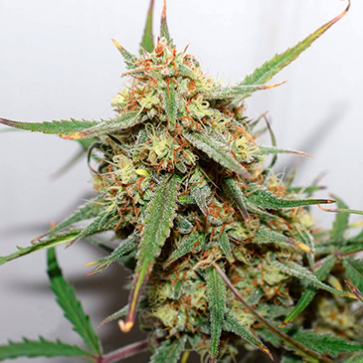 Auto Girl Cookies Feminised Silver cannabis seeds