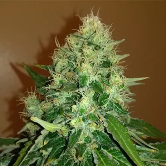 Семена конопли Auto Gorilla Cookies Feminised Silver