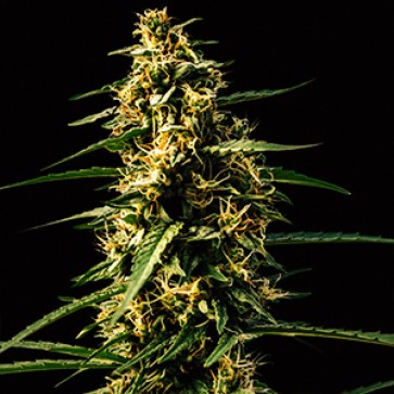 Auto Mandarine Feminised Gold Hemp Seeds