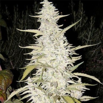 Auto Maroc Feminised Gold Hemp Seeds