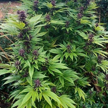 Auto Maroc Purple Feminised Gold Hemp Seeds