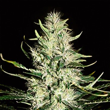 Auto Mazar Feminized Gold Hemp Seeds