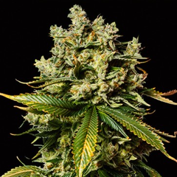 Auto Mimosa Feminised Gold Hemp Seeds