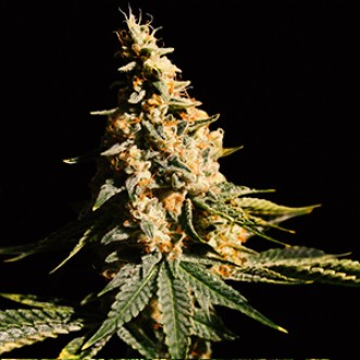 Auto Mintz Feminized Gold Hemp Seeds