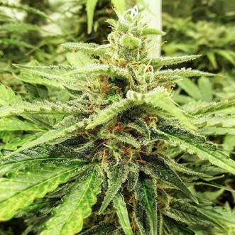  Auto Pineapple Glue Feminised Silver cannabis seeds