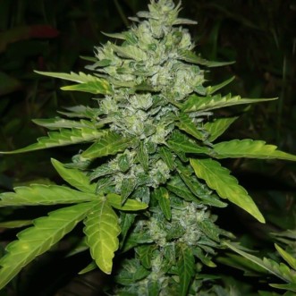 Auto Porten Lights Feminised Silver cannabis seeds