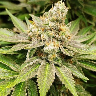 Auto Sherbet Feminised Silver cannabis seeds