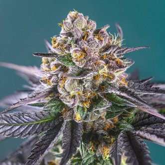 Auto Strawberry Feminised Silver cannabis seeds