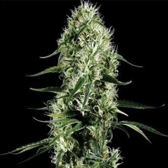 Семена конопли Auto Super Bud Feminised Silver