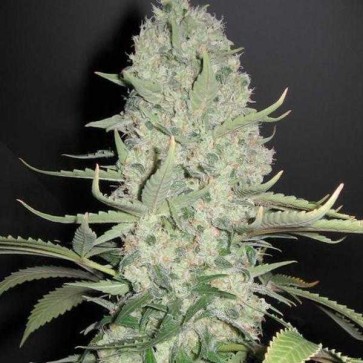 Auto Super Bud Feminised Gold cannabis seeds