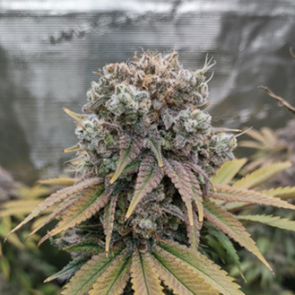 Auto White Dwarf Feminised Silver cannabis seeds