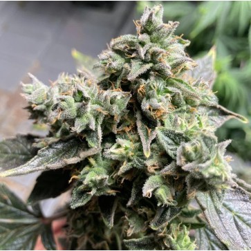 Auto White Widow XL Feminised Silver cannabis seeds