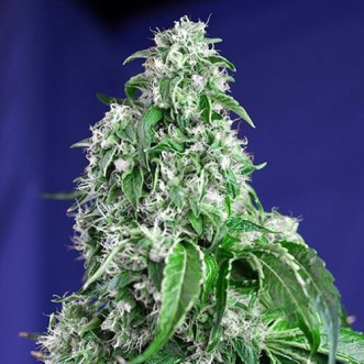 Big Devil Feminised Gold cannabis seeds