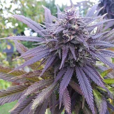 Blueberry Feminised Gold cannabis seeds