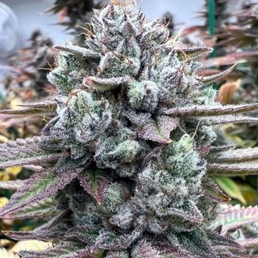 Dantes Inferno Feminised Silver cannabis seeds