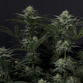 Семена конопли GG4 Sherbet Fast Flowering 
