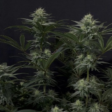 Семена конопли GG4 Sherbet Fast Flowering 