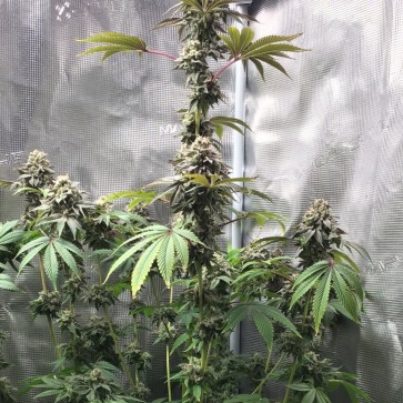 GMO x Animal Cookies Feminised Silver cannabis seeds