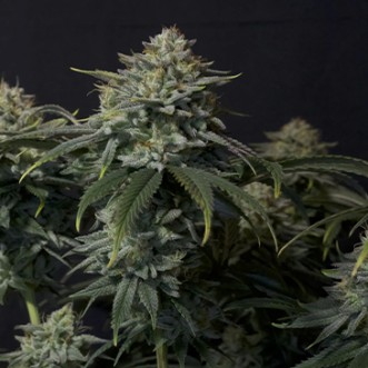 Семена конопли Gorilla Cookies Fast Flowering