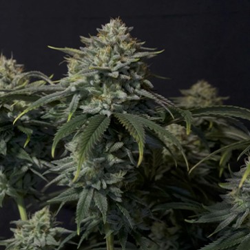 Семена конопли Gorilla Cookies Fast Flowering