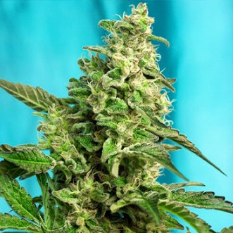 Green Poison Fast Flovering Cannabis Seeds